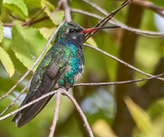 Cynanthus latirostris