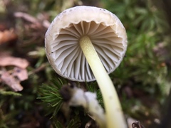 Mycena griseoviridis