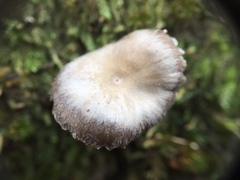 Mycena griseoviridis