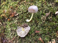 Mycena griseoviridis