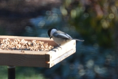 Poecile atricapillus