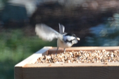 Poecile atricapillus