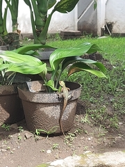 Calotes versicolor