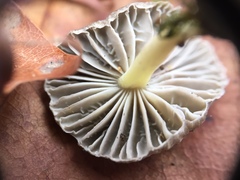Mycena griseoviridis