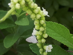 Zizula hylax pygmaea