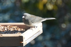 Junco hyemalis