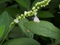 Zizula hylax pygmaea