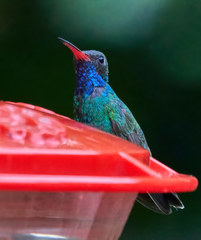 Cynanthus latirostris