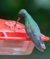 Cynanthus latirostris