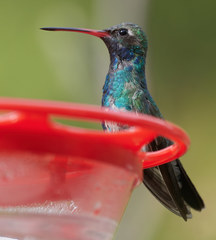 Cynanthus latirostris