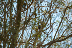 Auriparus flaviceps