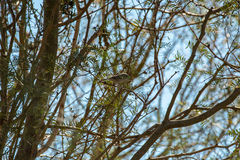 Auriparus flaviceps