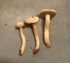 Hygrophorus piceae