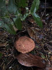 Suillus ampliporus