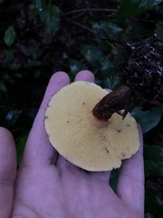 Suillus ampliporus