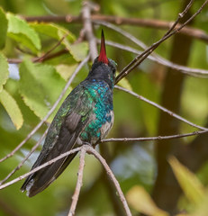 Cynanthus latirostris