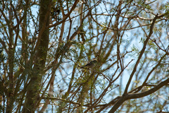 Auriparus flaviceps