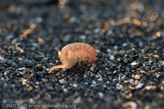 Traskorchestia traskiana