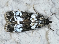 Eudonia protorthra