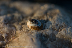 Lottia paradigitalis