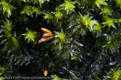 Racomitrium aciculare