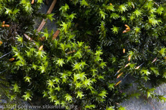 Racomitrium aciculare