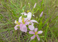 Sabatia brachiata