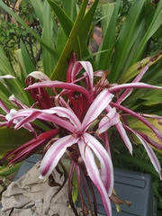 Crinum zeylanicum