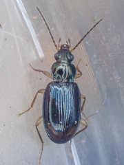 Bembidion iridescens