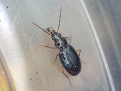 Bembidion iridescens