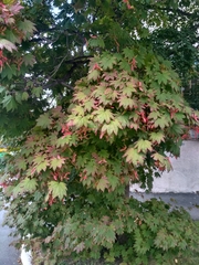 Acer pseudosieboldianum