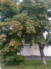 Acer pseudosieboldianum