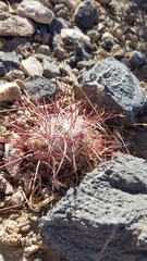 Sclerocactus polyancistrus