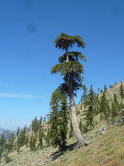 Pinus balfouriana