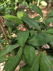 Ardisia villosa