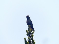 Chalcostigma herrani