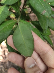 Ardisia villosa