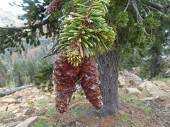 Pinus balfouriana