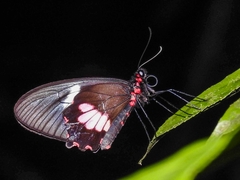 Parides erithalion