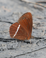 Lymanopoda albocincta