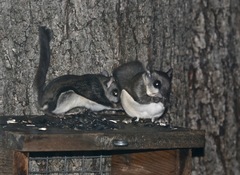 Glaucomys volans