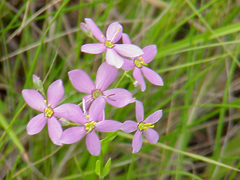 Sabatia brachiata