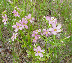 Sabatia brachiata