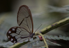 Pseudohaetera hypaesia