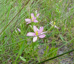 Sabatia brachiata