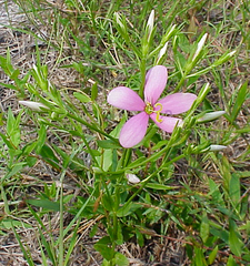 Sabatia brachiata
