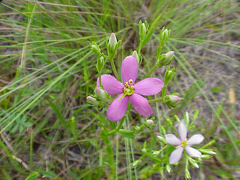 Sabatia brachiata