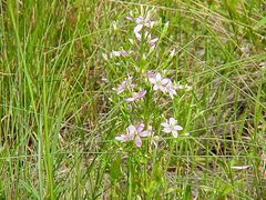 Sabatia brachiata