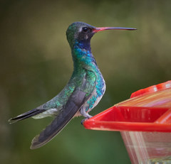 Cynanthus latirostris