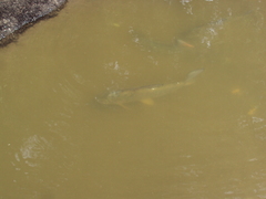 Characiformes